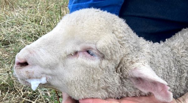 Image of lamb frothing at mouth