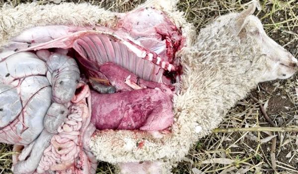 Image of lamb post-mortem showing congested lungs