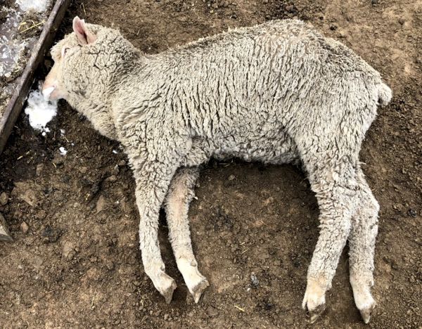 Image of hogget in lateral recumbency, frothing at mouth